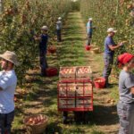 Avantages travailleurs roumains pour l&rsquo;agriculture française