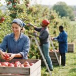 Recruter saisonniers agricoles depuis la Roumanie (10-15…